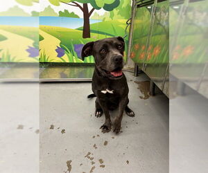 American Pit Bull Terrier-Unknown Mix Dogs for adoption in Waco, TX, USA