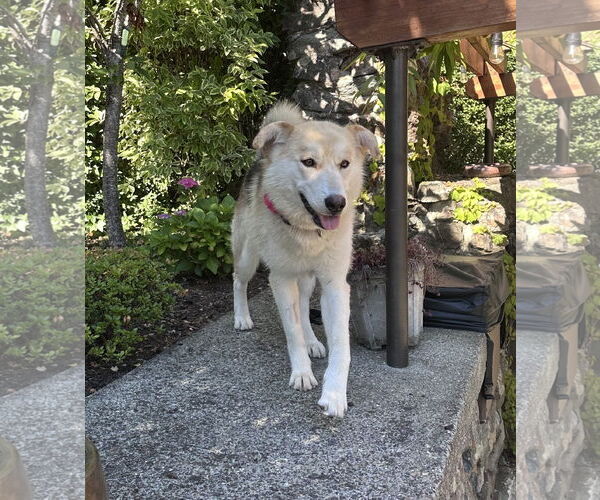 Medium Photo #3 Siberian Husky-Unknown Mix Puppy For Sale in Bellevue, WA, USA