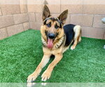 Small #1 German Shepherd Dog Mix