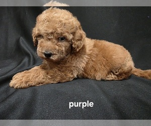 Goldendoodle Puppy for sale in DUBLIN, TX, USA