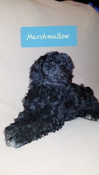 Medium Photo #1 Labradoodle-Poodle (Standard) Mix Puppy For Sale in BOULDER, WY, USA