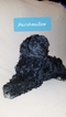 Small Photo #1 Labradoodle-Poodle (Standard) Mix Puppy For Sale in BOULDER, WY, USA