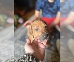 Small #32 Rhodesian Ridgeback