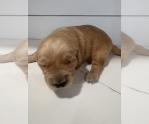 Golden Retriever Puppy for sale in GARDEN VALLEY, CA, USA