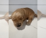 Image preview for Ad Listing. Nickname: Honey