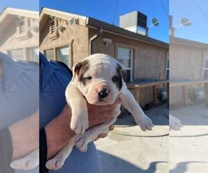 American Bulldog Puppy for sale in CERES, CA, USA