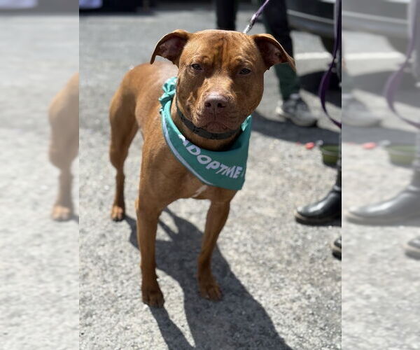 Medium Photo #4 American Pit Bull Terrier-Staffordshire Bull Terrier Mix Puppy For Sale in Shermans Dale, PA, USA