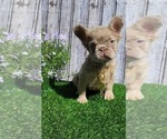 Small #2 French Bulldog
