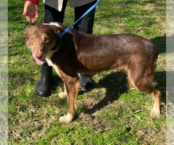 Medium Photo #2 Border Collie-Unknown Mix Puppy For Sale in Canton, CT, USA