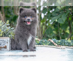 Small #3 Pomeranian