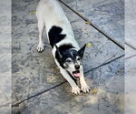 Small #1 Rat Terrier
