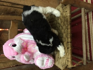 Aussiedoodle Puppy for sale in RANDLEMAN, NC, USA