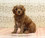 Small #3 Cavapoo