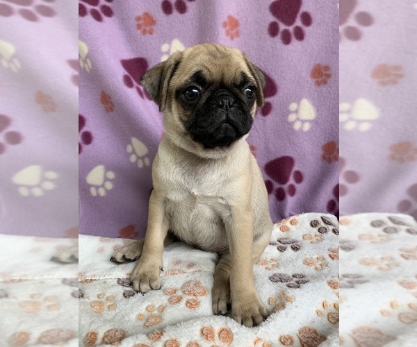 Medium Photo #8 Pug Puppy For Sale in CHATTANOOGA, TN, USA