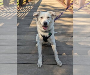 Juniper - Female Great Pyrenees-Unknown Mix Dog for Adoption - Photo #2