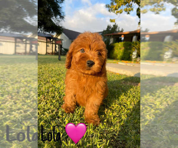 Medium Photo #18 Goldendoodle (Miniature) Puppy For Sale in BAKERSFIELD, CA, USA
