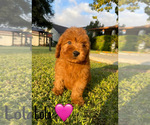 Small #17 Goldendoodle (Miniature)