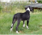 Small Photo #30 Great Dane Puppy For Sale in SPRAGGS, PA, USA