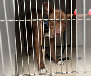 Mutt Dogs for adoption in Oklahoma City, OK, USA