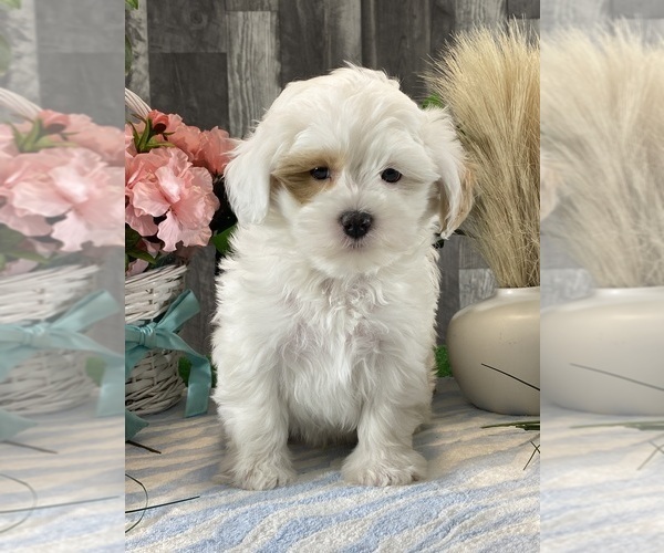 Medium Photo #5 ShihPoo Puppy For Sale in CANOGA, NY, USA