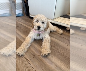 Goldendoodle Puppy for sale in ELIZABETH, CO, USA