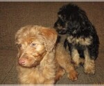 Small Photo #23 Aussie-Poo Puppy For Sale in LINCOLN, AL, USA