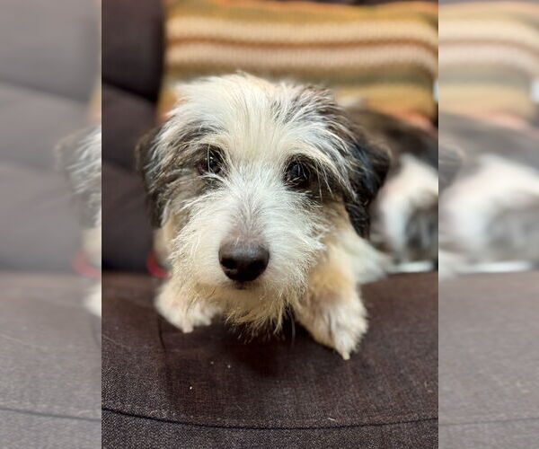 Medium Photo #5 Mutt Puppy For Sale in Mundelein, IL, USA