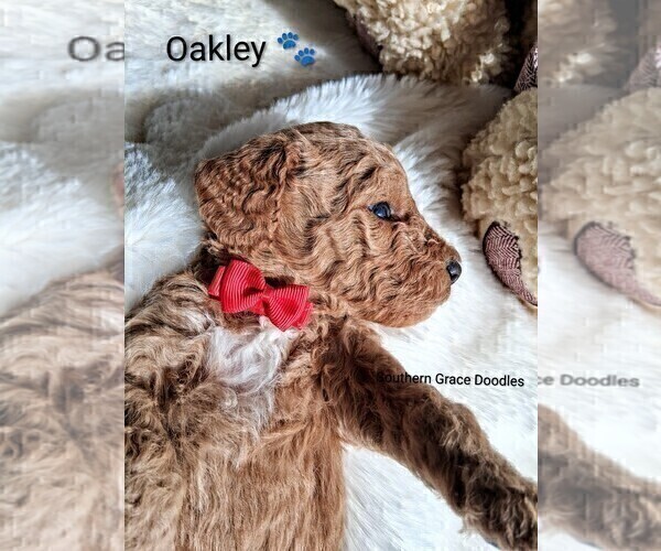 Medium Photo #109 Goldendoodle (Miniature) Puppy For Sale in GASTONIA, NC, USA