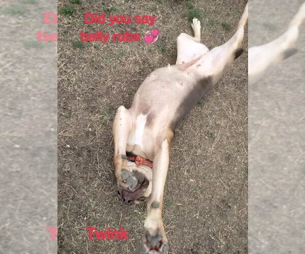Medium Photo #2 American Pit Bull Terrier-Unknown Mix Puppy For Sale in Brewster, NY, USA