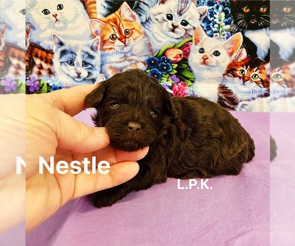 Medium Photo #2 Schnoodle (Miniature) Puppy For Sale in WINNSBORO, LA, USA