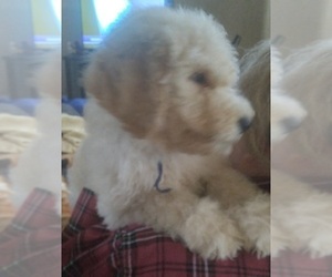 Labradoodle Puppy for sale in JEFFERSONTOWN, KY, USA