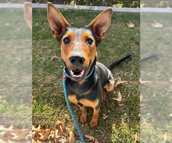 Medium Photo #1 Pharaoh Hound-Unknown Mix Puppy For Sale in Redlands, CA, USA