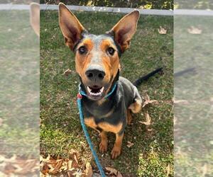 Pharaoh Hound-Unknown Mix Dogs for adoption in Redlands, CA, USA