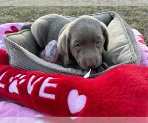 Labrador Retriever Puppy for sale in META, MO, USA