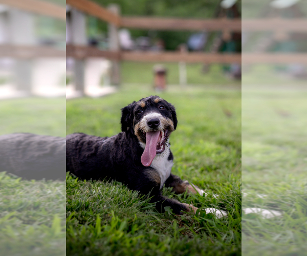 Medium Photo #1 Bernedoodle Puppy For Sale in KNOB NOSTER, MO, USA