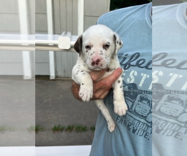 Medium Photo #8 Dalmatian Puppy For Sale in WEBSTER, NY, USA
