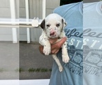 Small Photo #8 Dalmatian Puppy For Sale in WEBSTER, NY, USA
