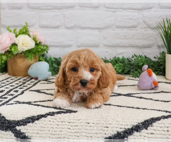 Medium Photo #8 Cavapoo (Miniature) Puppy For Sale in SYRACUSE, IN, USA
