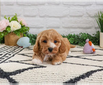 Small #7 Cavapoo (Miniature)
