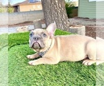 Small #1 French Bulldog
