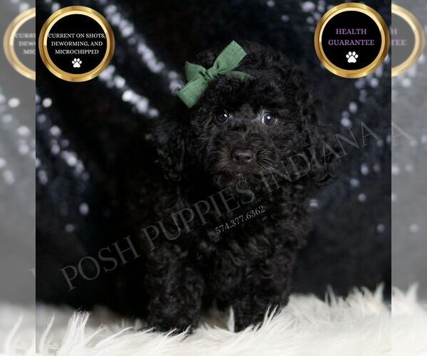 Medium Photo #1 Poodle (Miniature) Puppy For Sale in WARSAW, IN, USA