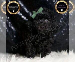Poodle (Miniature) Puppy for sale in WARSAW, IN, USA