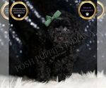 Small Poodle (Miniature)