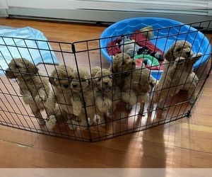 Goldendoodle (Miniature) Litter for sale in METHUEN, MA, USA