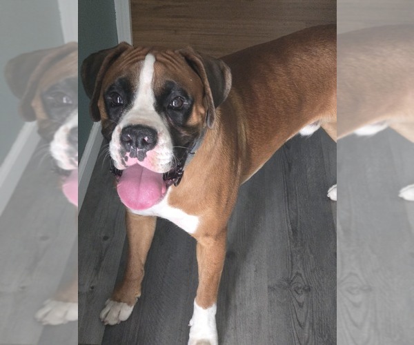 Medium Photo #1 Boxer Puppy For Sale in GALLOWAY, NJ, USA