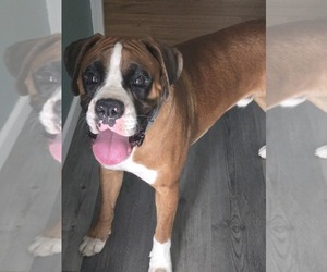 Father of the Boxer puppies born on 05/29/2025