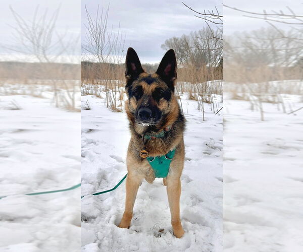 Medium Photo #5 German Shepherd Dog Puppy For Sale in Minneapolis, MN, USA