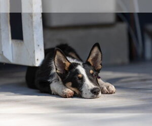 Reese - Male Australian Shepherd Dog for Adoption - Photo #3