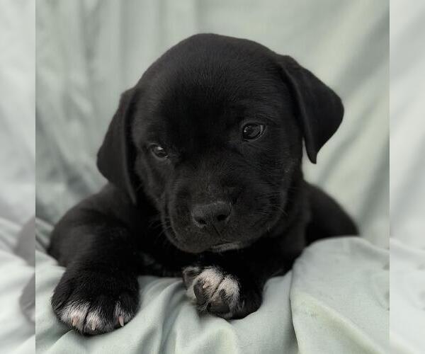 Medium Photo #3 Labrador Retriever-Unknown Mix Puppy For Sale in San Diego, CA, USA