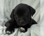 Small #2 Labrador Retriever Mix